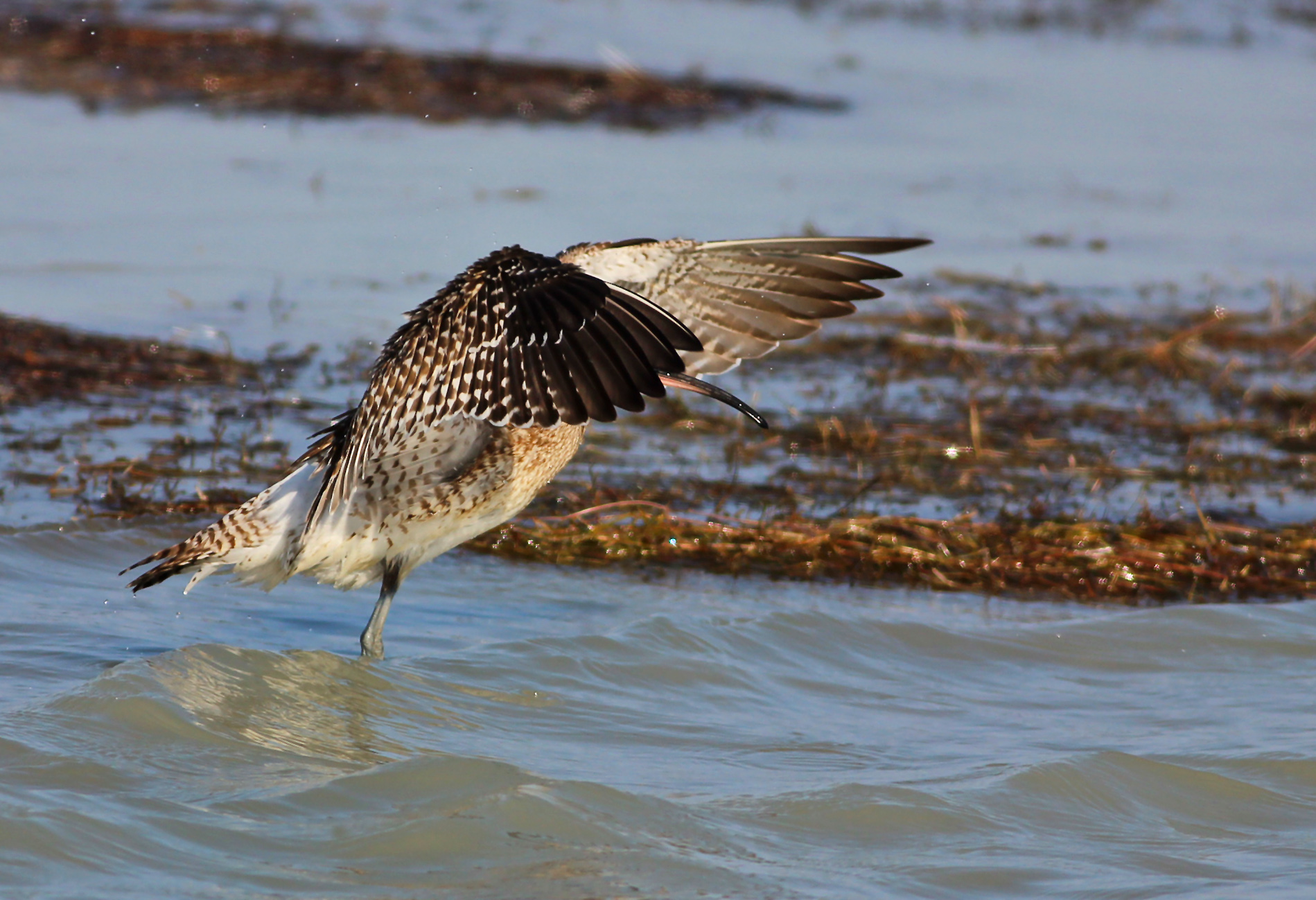 Whimbrel